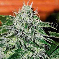 Critical Jack Herer > Delicious Seeds